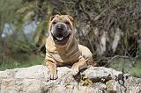 SHAR-PEI 330